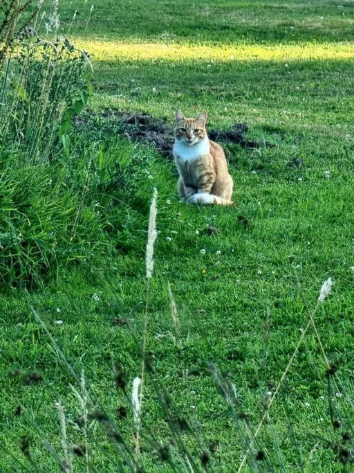 La Villa D'Aurel De 140M2, 2 Hectares De Nature Fruges Zewnętrze zdjęcie